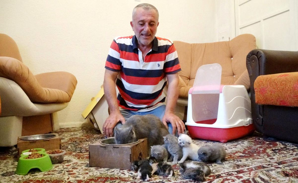 Terk Edilmiş Yavru Kedileri Sahiplenen Anne Kedi