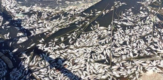 Aydın'da Balık Ölümleri İle İlgili Açıklama