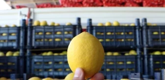 Adana'da Limon Fiyatlarındaki Fark Dikkat Çekiyor