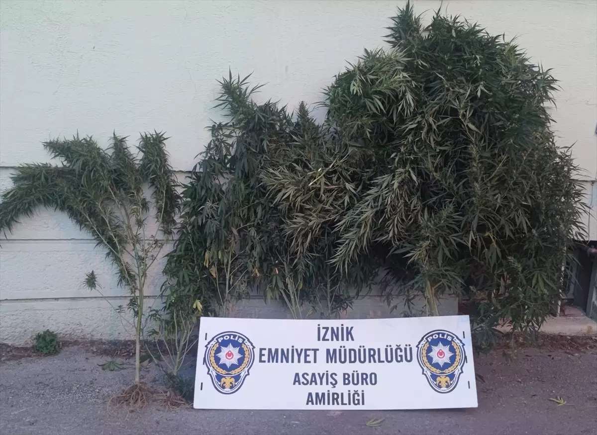 Bursa'da Hint keneviri yetiştiricileri yakalandı
