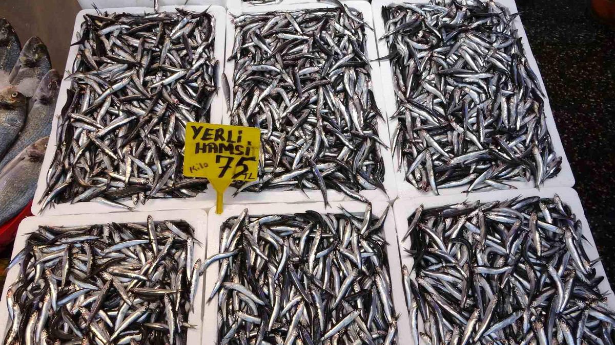Hamsi Avı Başladı, İhracat İçin Henüz Erken