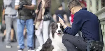 İngiltere'de sahipsiz köpeklerin yarısı önceki sahipleriyle buluştu