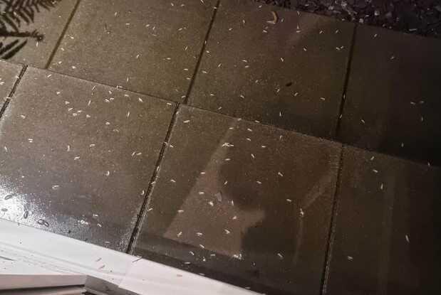 İngiltere'de sıcak hava dalgası sonrası gökten kurtçuk yağması vatandaşları tedirgin etti İngiltere'de sıcak hava dalgası sonrası gökten kurtçuk yağması vatandaşları tedirgin etti