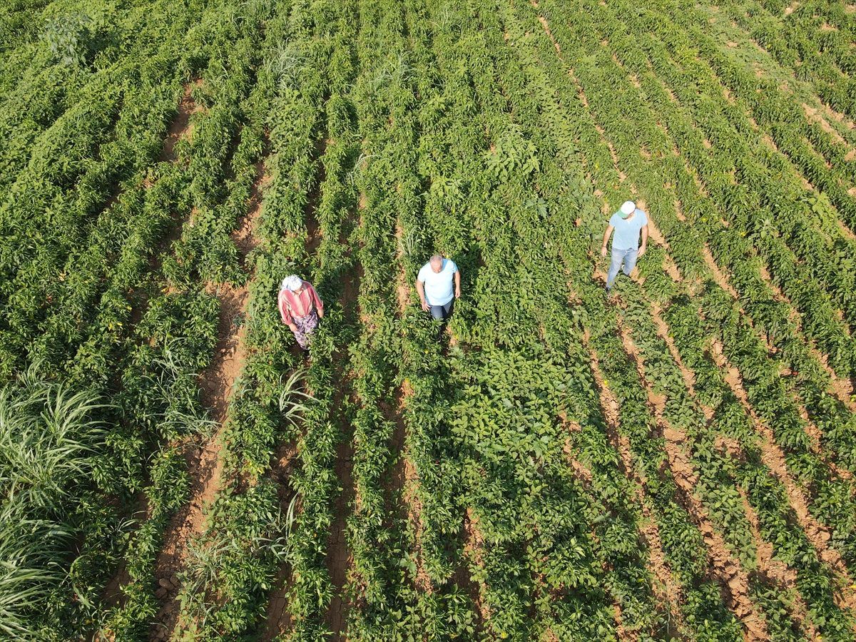 Muğla'da Ata Tohumu Projesi ile Üreticilere 30 Milyon Lira Gelir Sağlandı