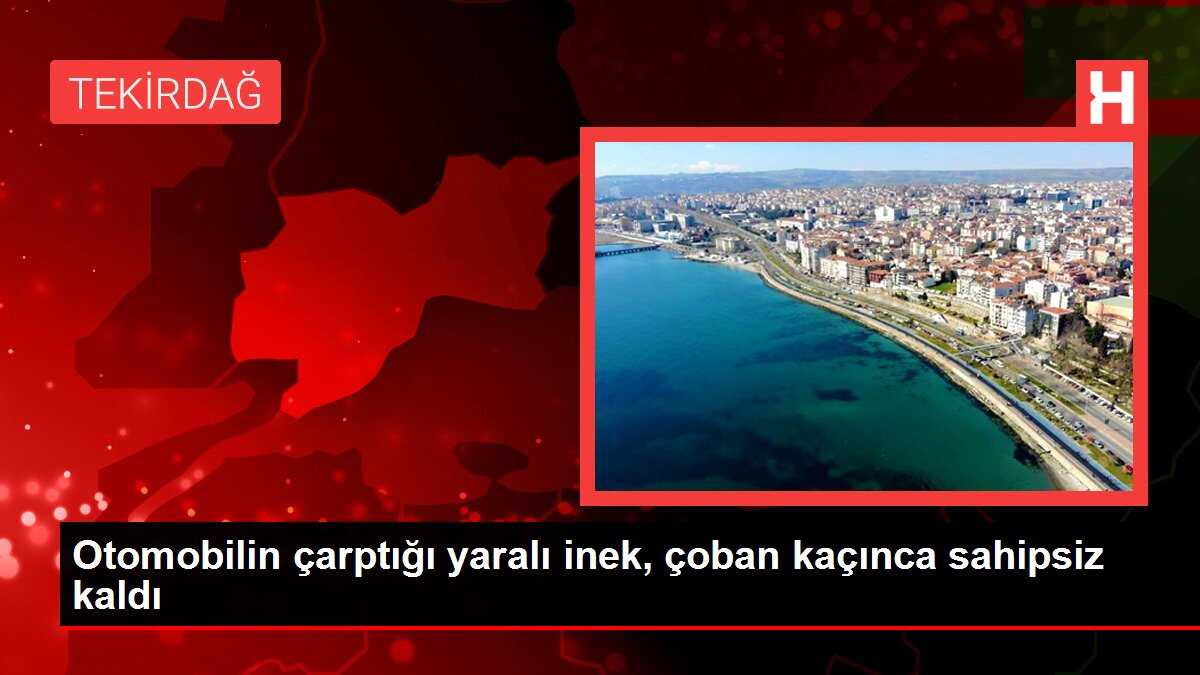 Otomobilin çarptığı yaralı inek, çoban kaçınca sahipsiz kaldı