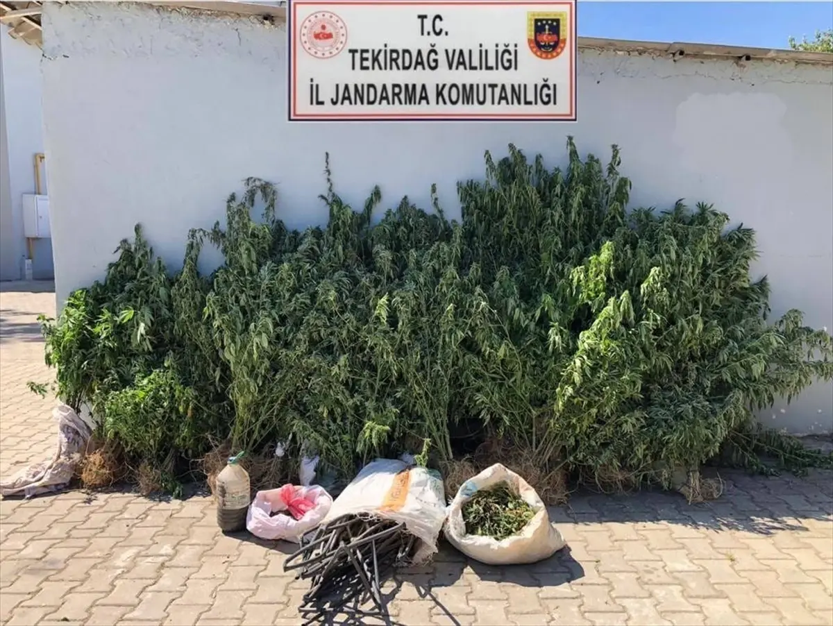 Şarköy'de Hint keneviri ve esrar operasyonu: 514 kök kenevir ele geçirildi