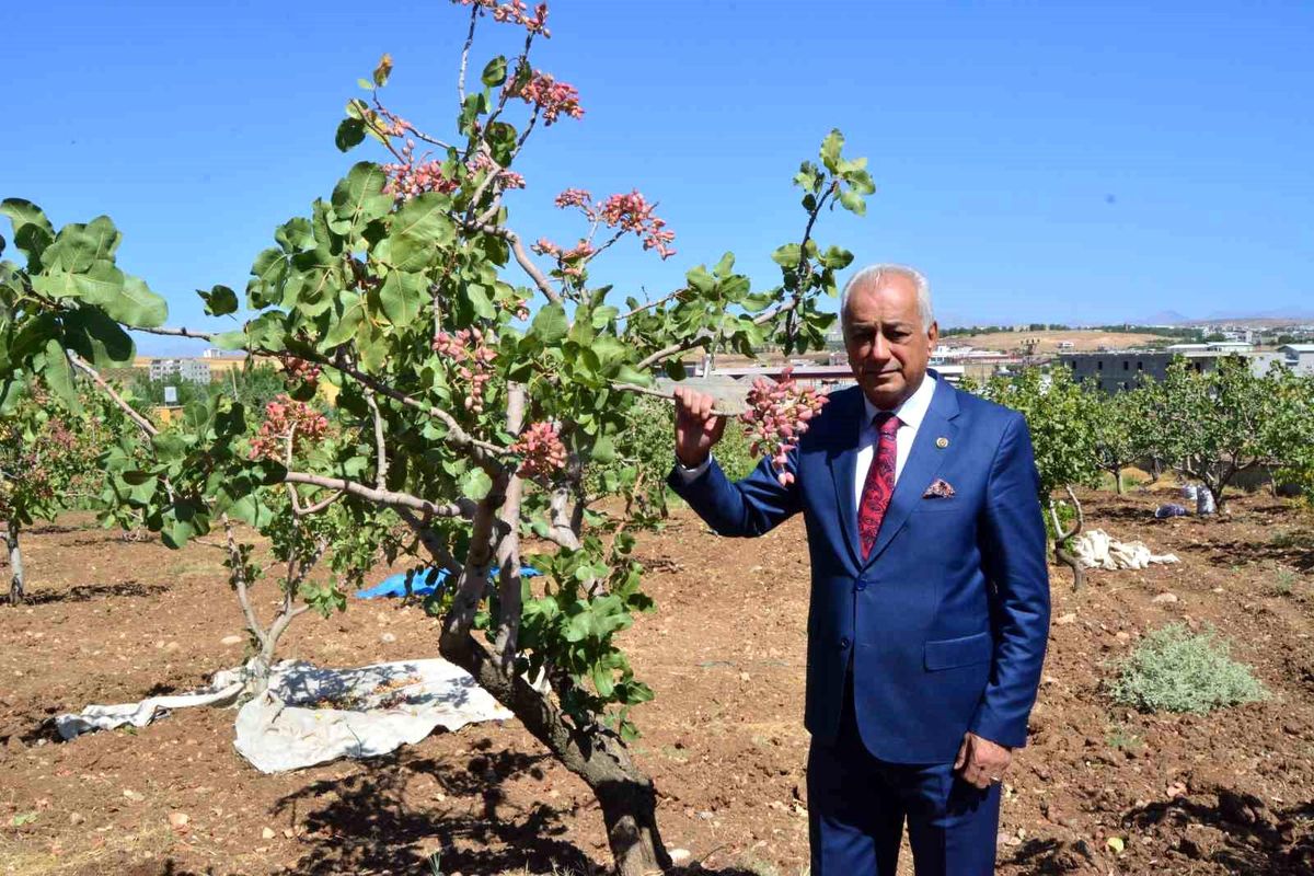 Siirt'te Fıstık Hasat Dönemi Başladı