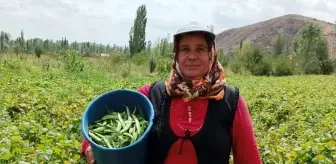 Şuhut'ta Fasulye Hasadı: Üreticinin Yüzü Güldü, İşçilerin Talebi Artış