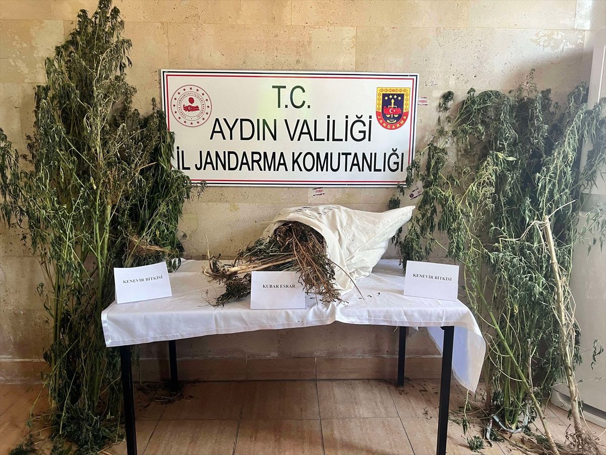 Aydın'da Hint Keneviri ve Kuban Esrar Operasyonu: 1 Gözaltı