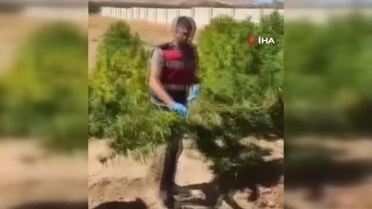 Şanlıurfa'da Ev Bahçesinde Kenevir Yetiştiren Kadın Gözaltına Alındı