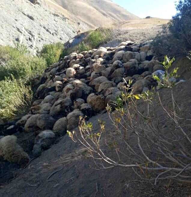 Hakkari'de Kurt Saldırısı: 300 Koyun Telef Oldu