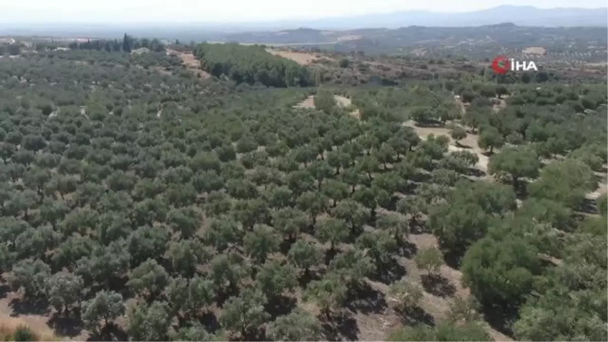 İklim krizi zeytini de vurdu, fiyatların yükselmesi bekleniyor