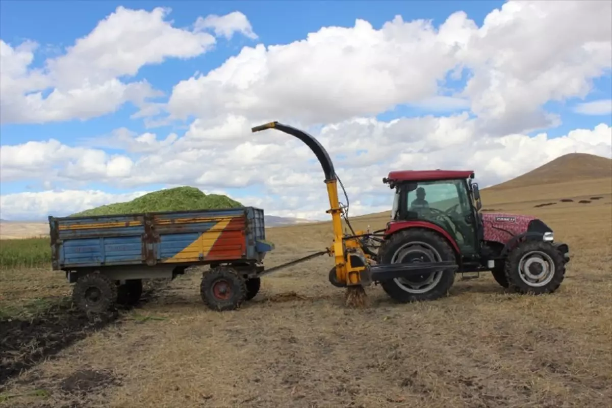 Kars'ın Akyaka ilçesinde silajlık mısır hasadı başladı