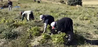 Üretimin yüzde 80 düştüğü Köse fasulyesinin fiyatı 200 TL'ye kadar çıktı