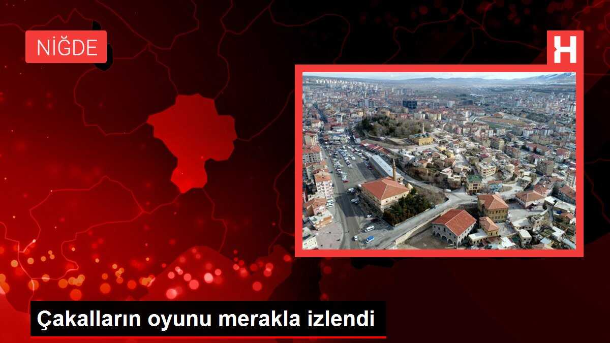 Çakalların oyunu merakla izlendi