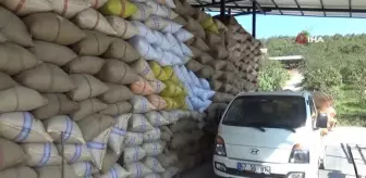 Alaplı'da Fındık Fiyatı 100 Liraya Ulaştı