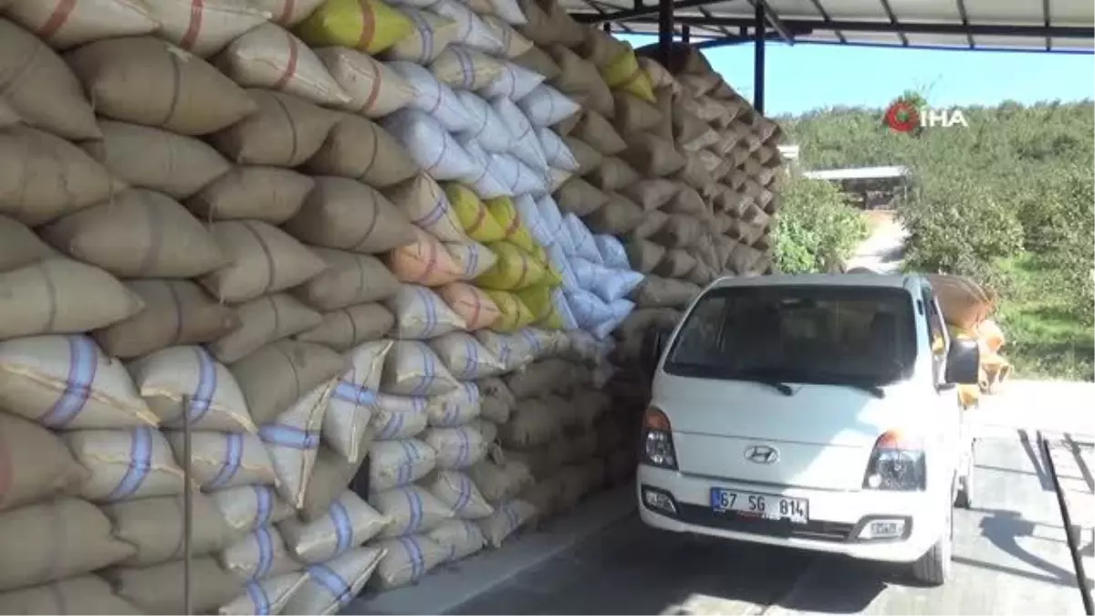 Alaplı'da Fındık Fiyatı 100 Liraya Ulaştı