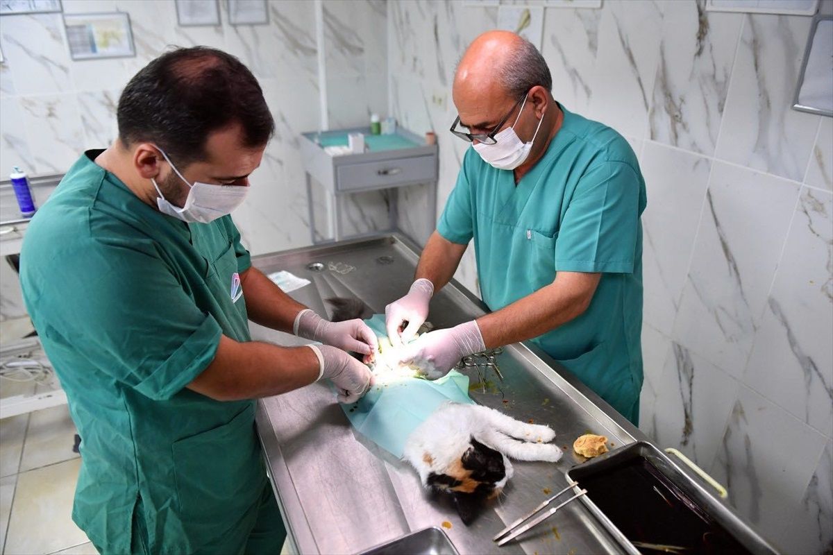Mersin'de 1600 sahipsiz hayvan kısırlaştırıldı