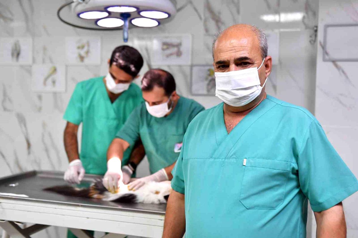 Mersin Büyükşehir Belediyesi Sokak Hayvanlarını Kısırlaştırıyor
