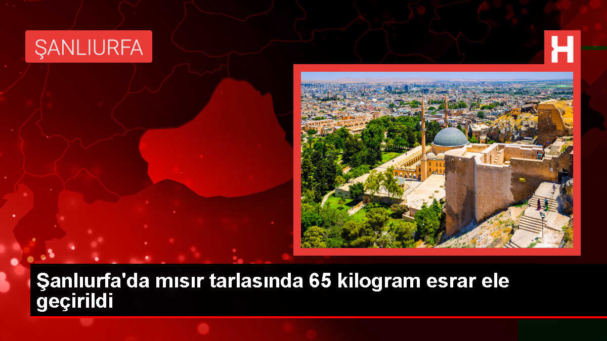 Şanlıurfa'da mısır tarlasında 65 kilogram esrar ele geçirildi, 2 şüpheli gözaltına alındı