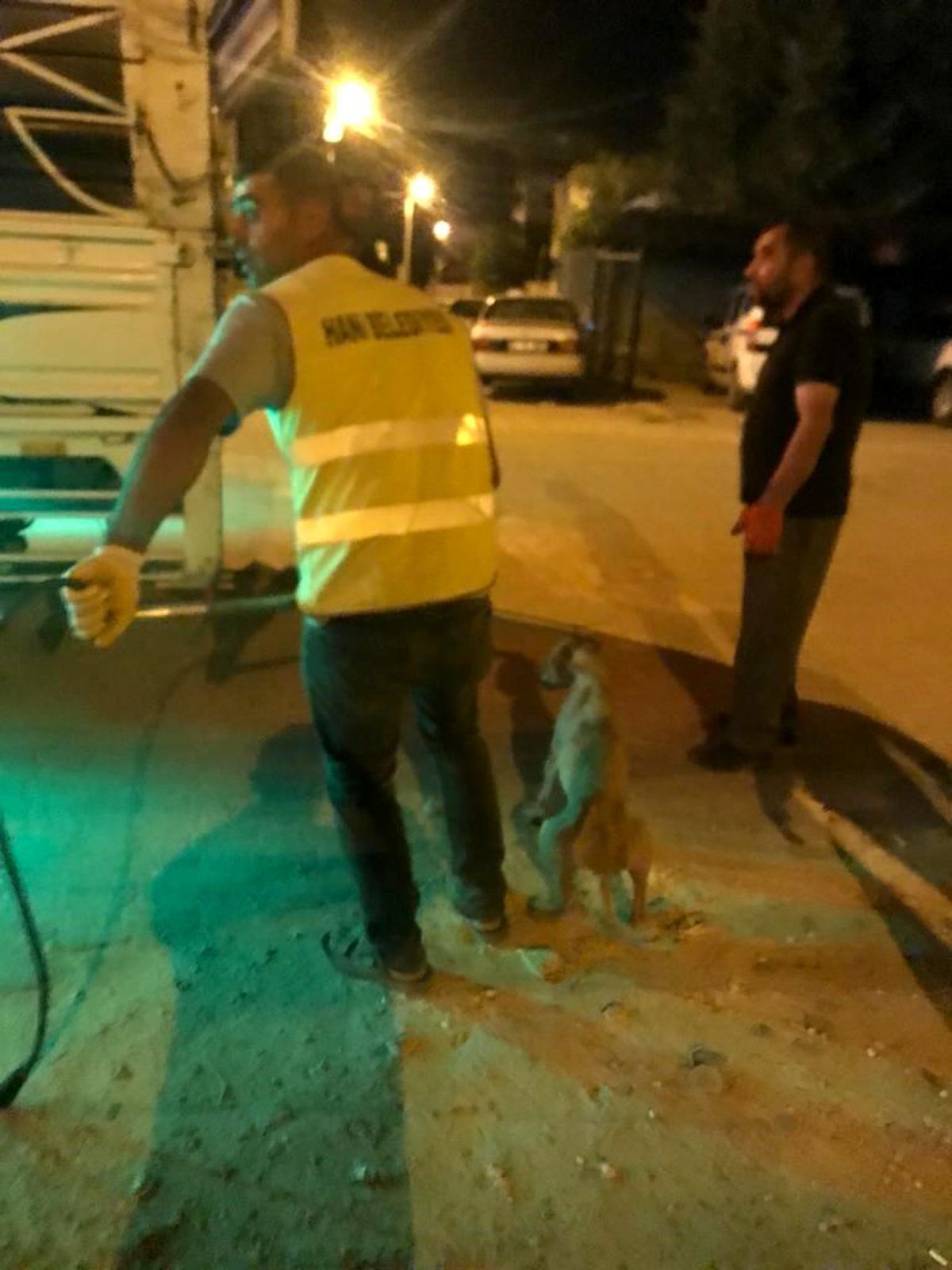 Hani ilçesinde hasta köpekler tedavi edilmek üzere toplandı