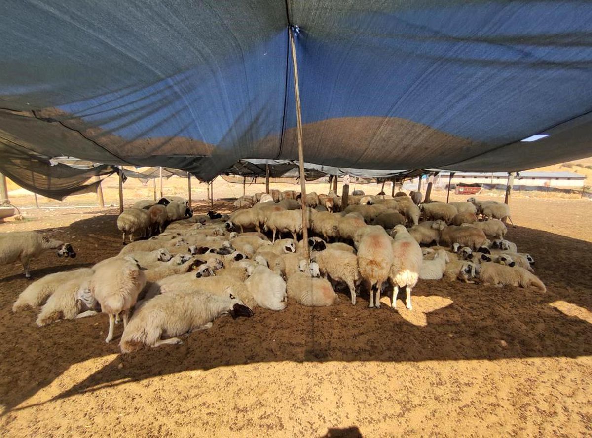 Çoban sıkıntısı devam ediyor: Aylık 40 bin lira maaşa bile çoban bulunamıyor
