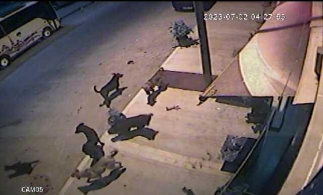 İstanbul Kağıthane'de sürü halinde dolaşan başıboş köpekler, vatandaşların korku rüyası oldu İstanbul Kağıthane'de sürü halinde dolaşan başıboş köpekler, vatandaşların korku rüyası oldu