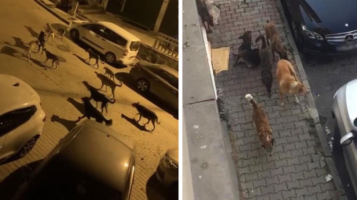 İstanbul Kağıthane'de sürü halinde dolaşan başıboş köpekler, vatandaşların korkulu rüyası oldu