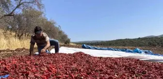 Kahramanmaraş'ta Maraş biberi hasat dönemi başladı