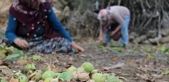 Çorum Oğuzlar ilçesinde ceviz hasadı başladı