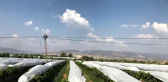 Denizli Buldan'da Üzüm Bağları Beyaz Örtülerle Korunuyor