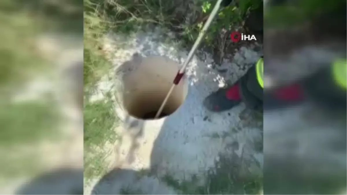 3 metrelik çukura düşen porsuğu itfaiye kurtardı