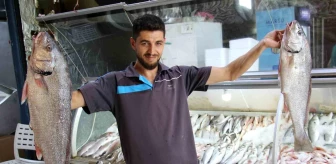 Akdeniz'de Balık Sezonu Açıldı, Tezgahlarda Bolluk Yaşandı