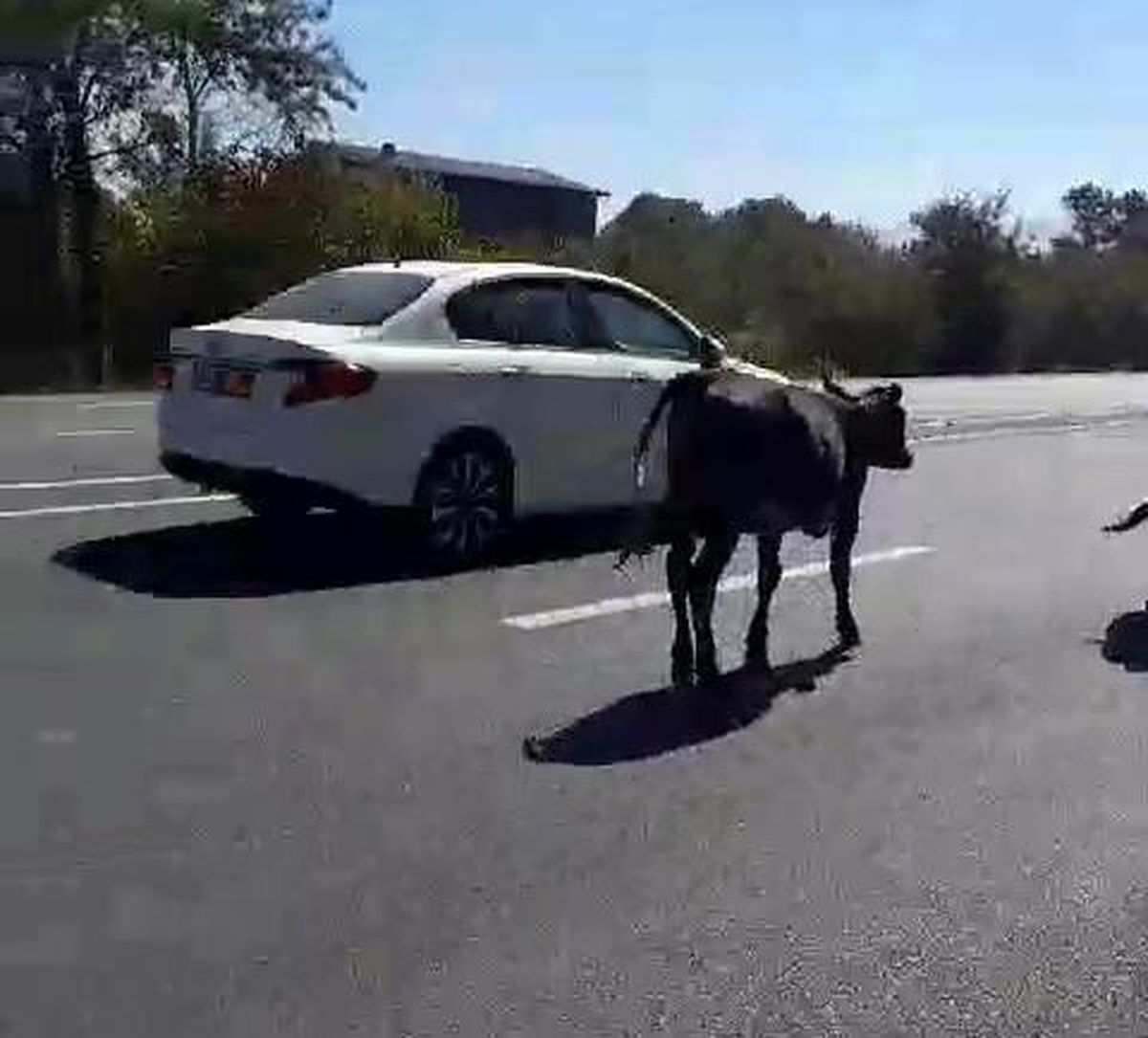 Düzce'de Büyükbaş Hayvanlar Trafiği Tehlikeye Soktu