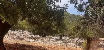 Finike'de Açlık ve Susuzluk İddiasıyla Köpekler Yardım Bekliyor