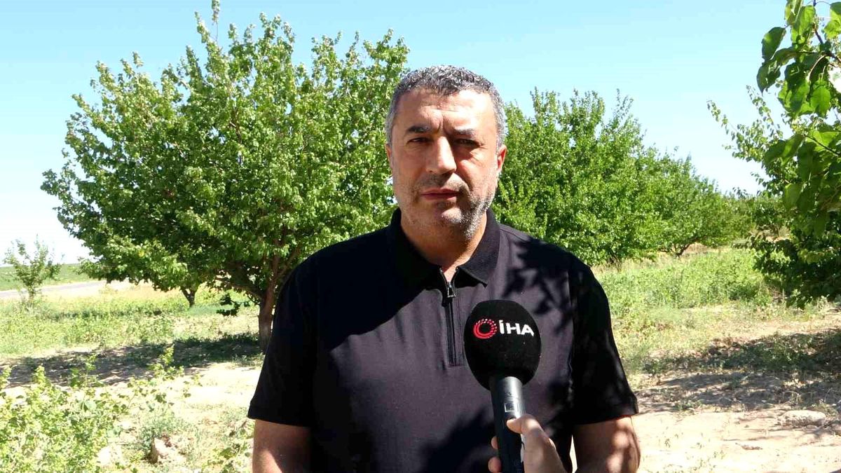 Malatya'da kuru kayısı ihracatıyla 34 milyon dolar gelir elde edildi