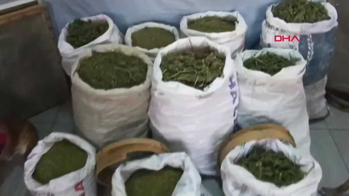Elazığ ve Diyarbakır'da Uyuşturucu Operasyonu: 241 Kilo Esrar ve 1230 Kök Hint Keneviri Ele Geçirildi