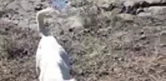 Erzurum'da Kayalıklara Sıkışan Yavru Köpek İtfaiye Tarafından Kurtarıldı