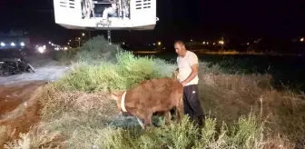 İskenderun'da Kuyuya Düşen Dana Kurtarıldı