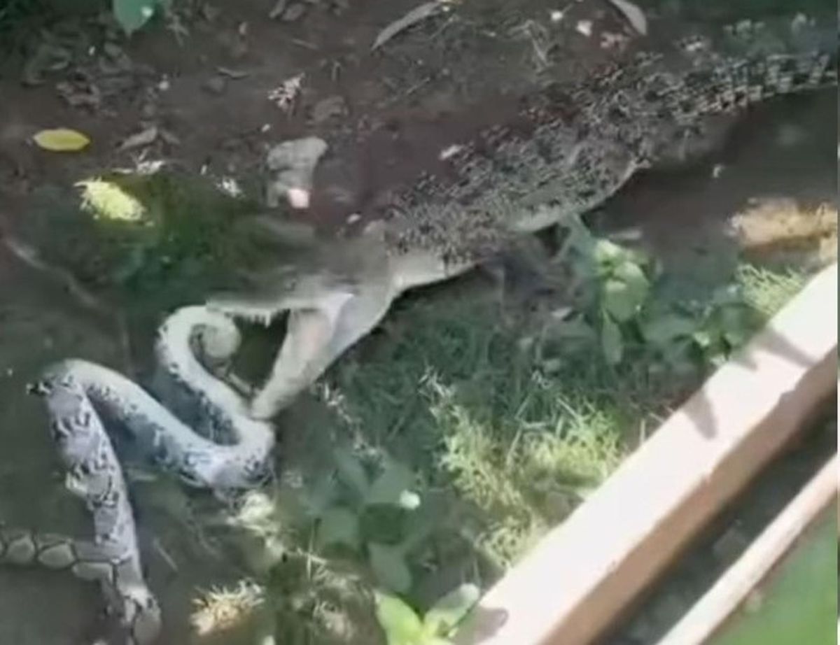 Timsah, piton yılanını parçalayarak ikiye ayırdı