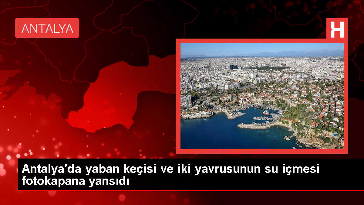 Akseki'de Yaban Keçisi ve Yavrularının Su İçmesi Görüntülendi