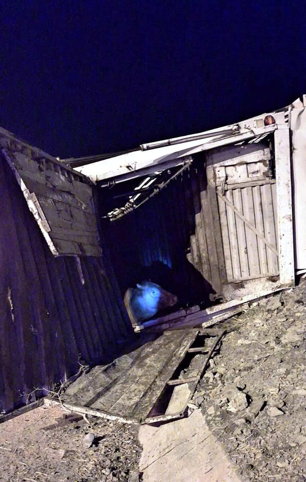 Konya'da büyükbaş hayvan taşıyan tır devrildi, sürücü yaralandı
