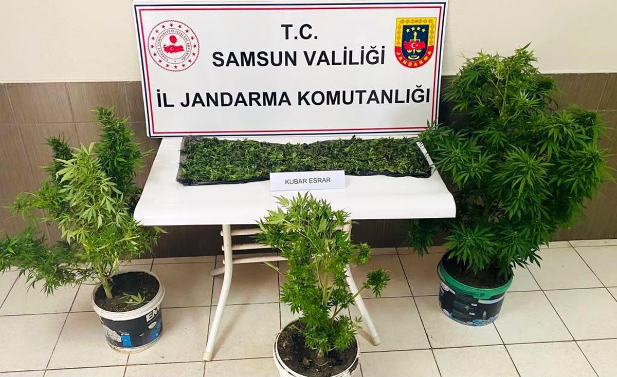 Samsun'da Ev Operasyonunda Esrar ve Kenevir Ele Geçti