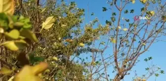 Çiçek açan erik ağacı şaşırttı