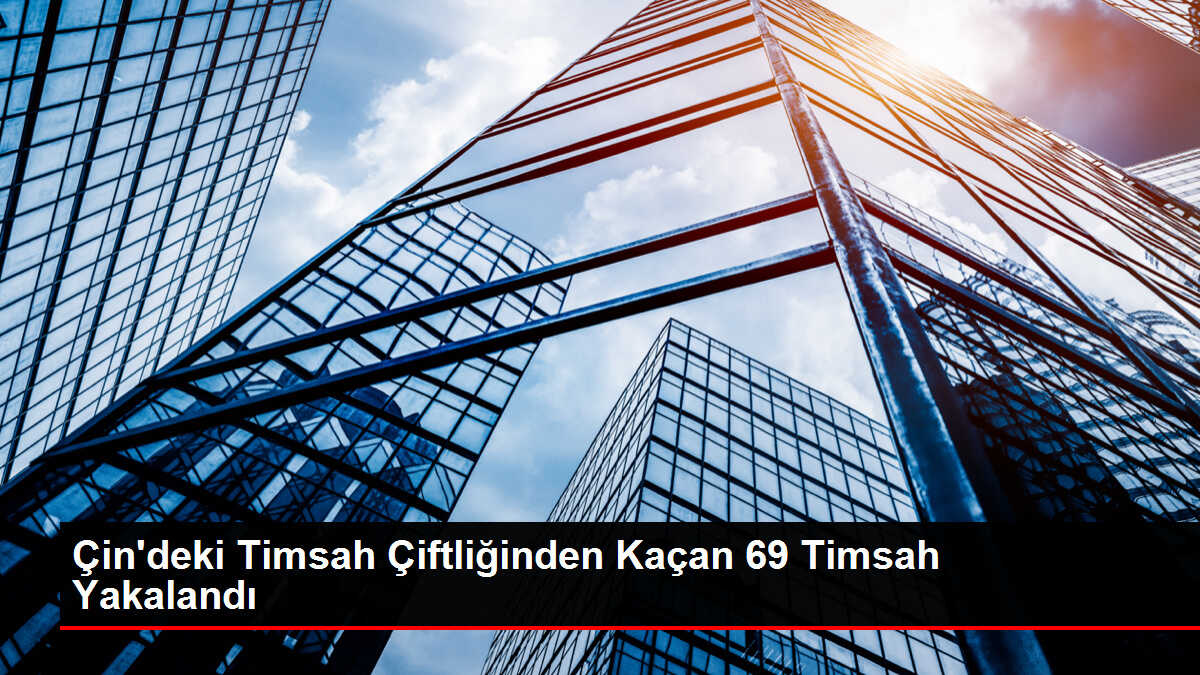 Çin'deki Timsah Çiftliğinden Kaçan 69 Timsah Yakalandı