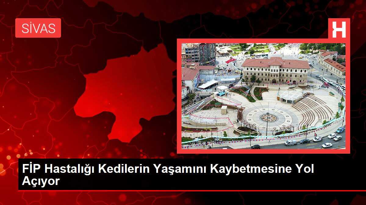 FİP Hastalığı Kedilerin Yaşamını Kaybetmesine Yol Açıyor