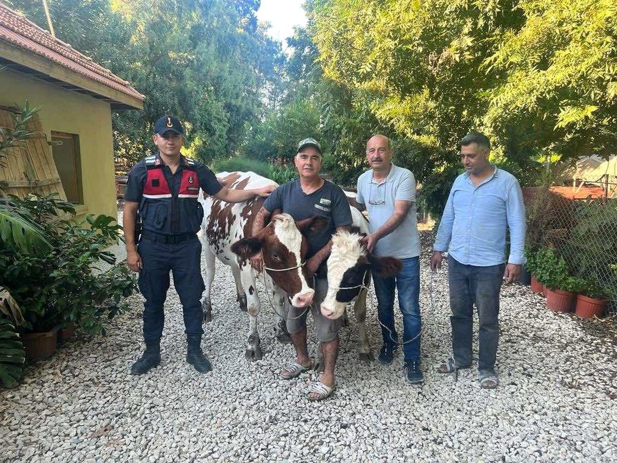 Adana'da çalınan 2 büyükbaş sahibine teslim edildi
