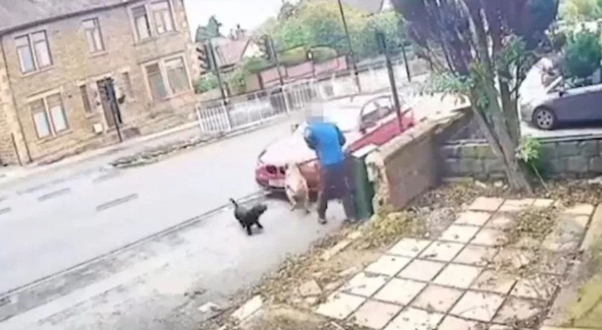 İngiltere bir kişi, köpek saldırısında ağır yaralandı