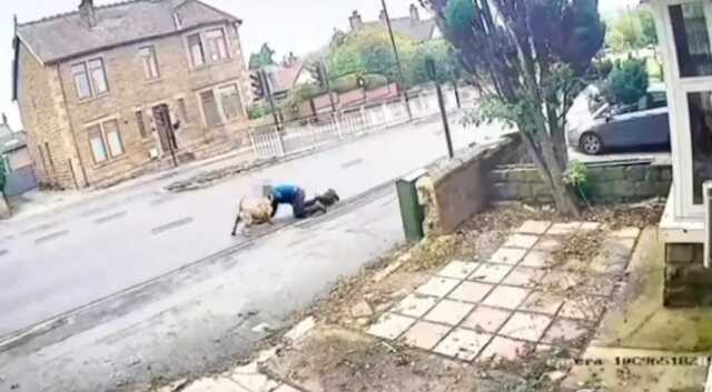 Köpek saldırdığı adamı zorla kana trafiğe çekmeye çalıştı, saldırı sonrası adam ağır yaralandı