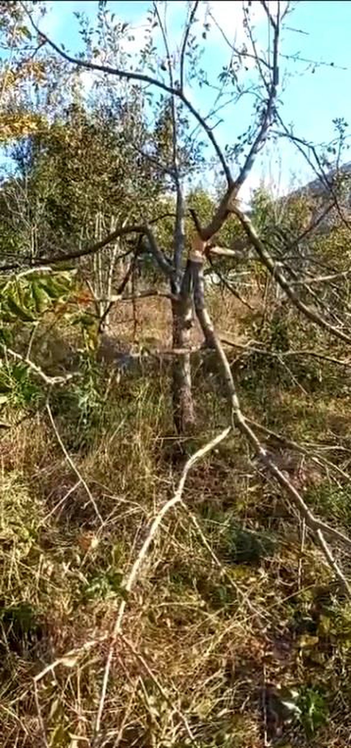 Ayılar İnebolu'da Bahçeleri Kırarak Zarar Verdi